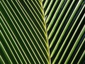 Coconut leaf design pattern background