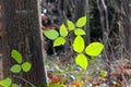 Green color in December