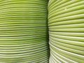 Green color of the dish Set to vertical rows Royalty Free Stock Photo