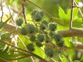 Green color fruits of Maple tree