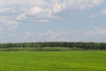 Green color grass texture. Field of wheat sprouts, Ukraine Royalty Free Stock Photo