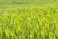 Green color grass texture. Field of wheat sprouts, Ukraine Royalty Free Stock Photo