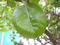 Green color leaf of Paradise Plum tree