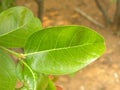 Green color leaf of Coco Plum tree