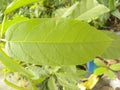 Green color leaf of Crape Jasmine plant