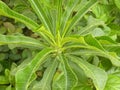 Green color leaf with yellow color veins of Croton plant