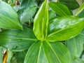 Green color leaves of Costus plant with young shoot in the middle Royalty Free Stock Photo