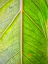 Green leaf texture. A Close up of leaf taken under bright sun