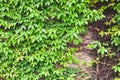 Green color leaves wall texture, natural green leaf and root covered concrete wall background in vintage effect Royalty Free Stock Photo