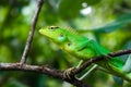 Lizard siting on a tree branch. green color lizard