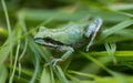 Green color morph Sierran Tree Frog camouflaging on grass.