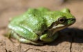 Green color morph Sierran Treefrog.