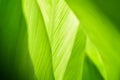 Green color of plant leaf for background.