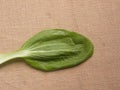 Pok choi leaf