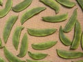 Green Sieva bean Royalty Free Stock Photo