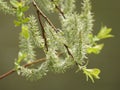 Green Spring New Plant Twigs