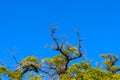 Green color of treetop with blue sky