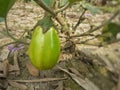 Green color unripe eggplant or brinjal or aubergine hanging on a small plant