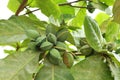 Green color unripe Indian Almond fruits on the tree Tropical Almond, Combretaceae.