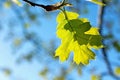 Green color young leaf of California Black Oak, Quercus kelloggii