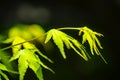 Green colored autumnal tints in spring on black background.