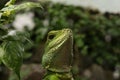 green colored Chinese water dragon in a green jungle environment Royalty Free Stock Photo