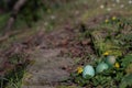 Green colored Easter eggs in the garden for the traditional egg hunt