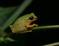 Green colored frog macro Royalty Free Stock Photo