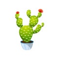 Green colorful bunny ears cactus in blue pot