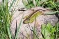 Green colorful lizard resting on the stone Royalty Free Stock Photo