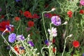 Green colorful meadow with poppies, blue and purple cornflowers Royalty Free Stock Photo