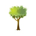 Green colorful oak tree from botanical city garden Royalty Free Stock Photo