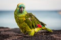 Green colorful parrot with red wing tips looking at camera. Lanzarote, Canary Islands, Spain. Royalty Free Stock Photo