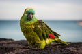 Green colorful parrot with red wing tips looking at camera. Lanzarote, Canary Islands, Spain. Royalty Free Stock Photo