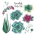 Green colorful succulent bouquets vector design objects Royalty Free Stock Photo