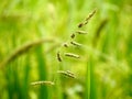 Green Colour background, green colour plant wallpaper with plant small bug