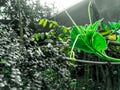 A green colour bottle gourd tip on the sunny day in village garden Royalty Free Stock Photo