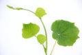 The  green colour  vine  kith and  these leafs Royalty Free Stock Photo