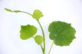 The  green colour vine  for kith Royalty Free Stock Photo