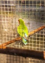 A green-coloured parrot sits in a cage with its back to the camera. Agapornis roseicollis Viellot, Psittacidae Royalty Free Stock Photo