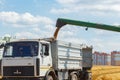 Green combine harvester in the field of buckwheat loading truck body