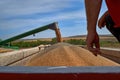 Green combine harvester machine unloading sorghum into a red trailer truck. sorghum harvest in summer. Sunny blue sky Royalty Free Stock Photo