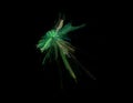 Green combustion on black background, fractal illustration Royalty Free Stock Photo