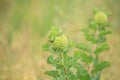 Green Comet Milkweed Asclepias viridiflora