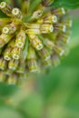 Green Comet Milkweed - Asclepias viridiflora