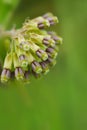 Green Comet Milkweed - Asclepias viridiflora