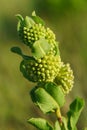 Green Comet Milkweed - Asclepias viridiflora