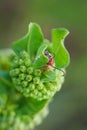 Green Comet Milkweed and a Red Bug