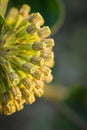 Green comet milkweed