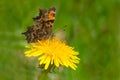 Green Comma Butterfly - Polygonia faunus Royalty Free Stock Photo
